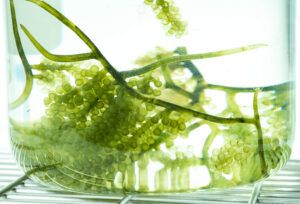 TERRA Researcher Leads Team Developing Natural Algae-Based Products with Potential Against SARS-CoV-2