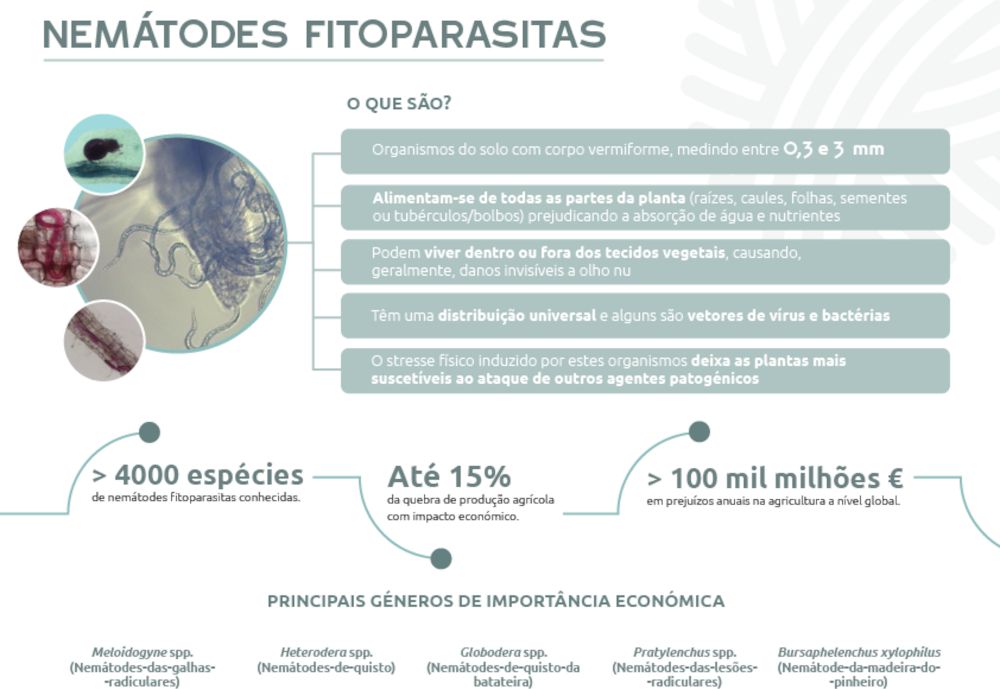 Infographic “Phytoparasitic Nematodes” – the invisible enemy of agriculture Infografia nematodes noticia