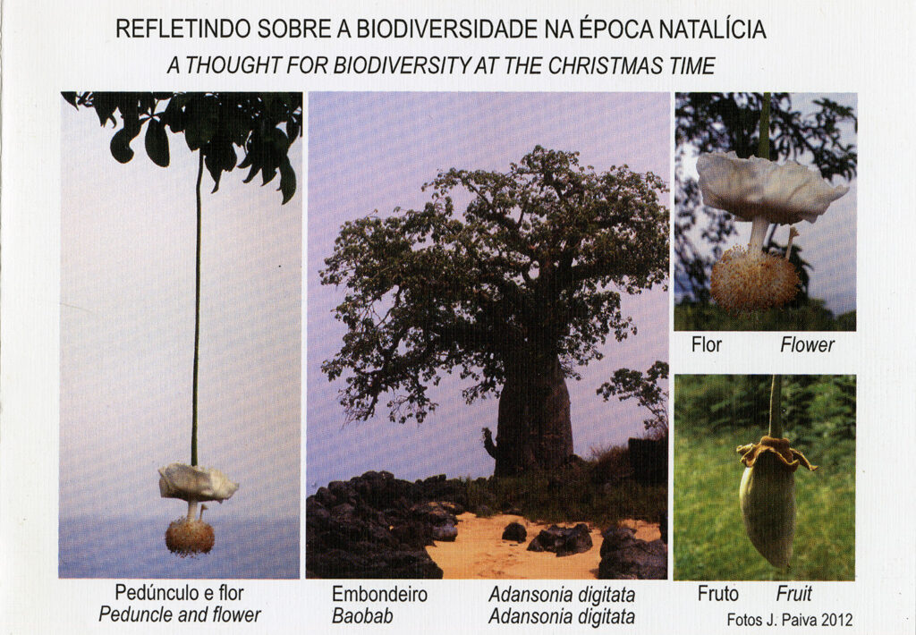 Exposição - 35 Postais de Natal de Jorge Paiva 2012 f