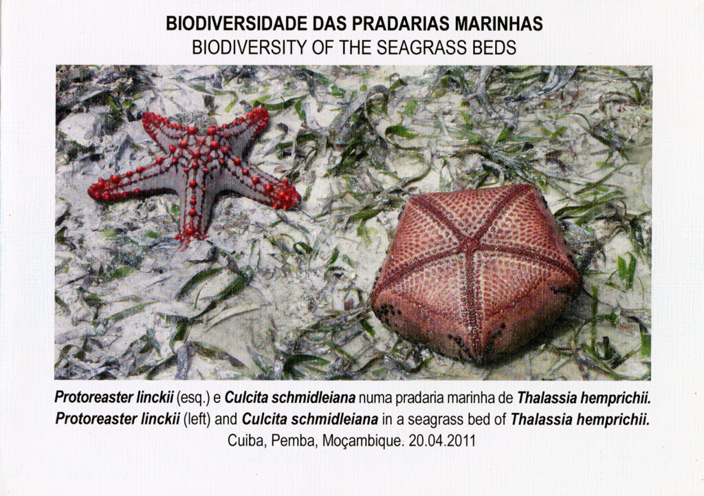 Exposição - 35 Postais de Natal de Jorge Paiva 2014 f