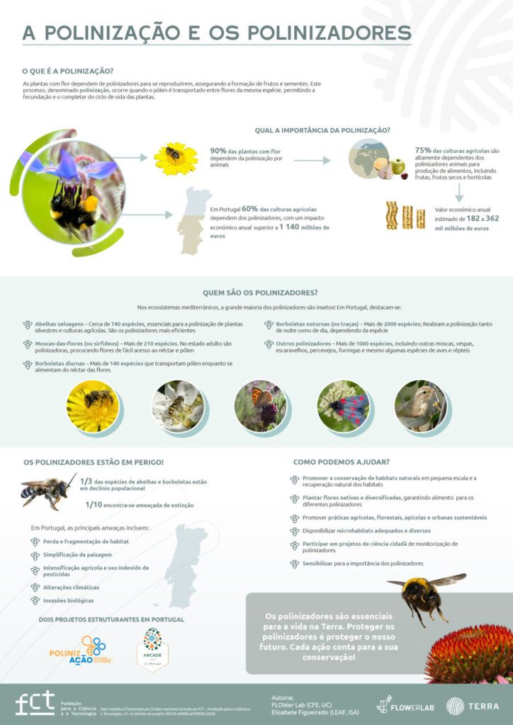 Polinização e Polinizadores Infografia Polinizadores v4 02 1086x1536 1