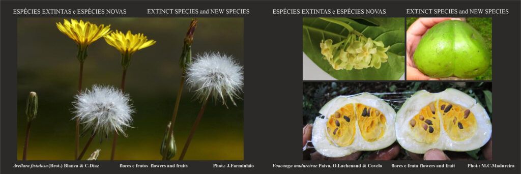 TERRA Launches Digital Exhibition “35 Christmas Cards by Jorge Paiva” 2025 f 1024x342 1