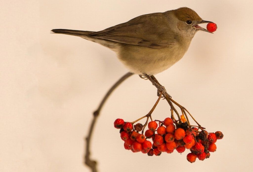 TERRA scientists' study published in Science reveals worrying seed dispersal crisis in Europe estudo science cfe1