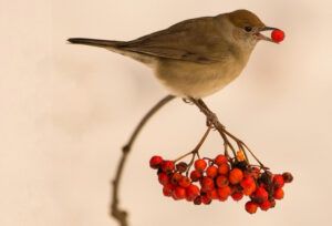 TERRA scientists' study published in Science reveals worrying seed dispersal crisis in Europe TERRA scientists’ study published in Science reveals worrying seed dispersal crisis in Europe