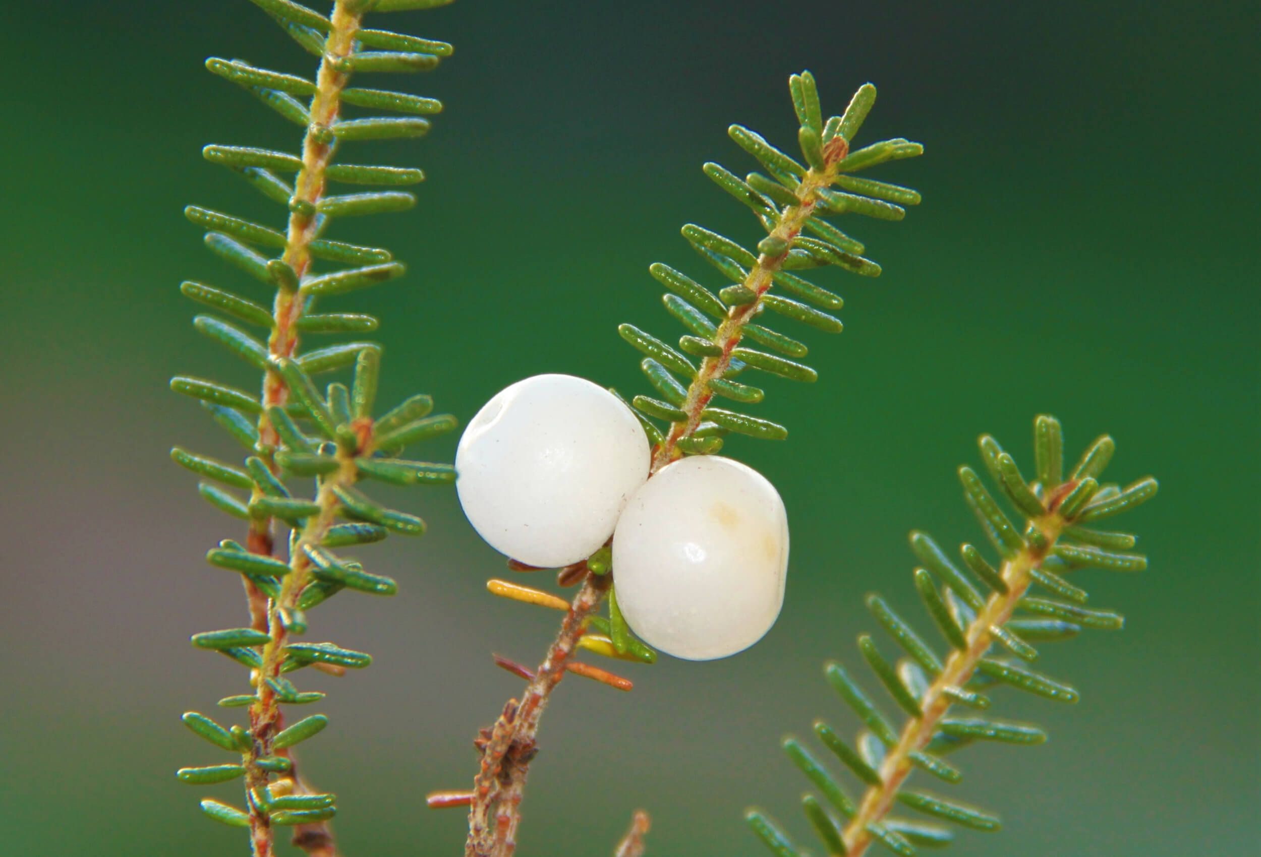 TERRA scientists' study published in Science reveals worrying seed dispersal crisis in Europe fruto camarinha artigo science cfe1