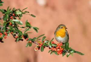 TERRA researchers collaborate on a study published in the journal Science on the selection of fruit size by birds TERRA researchers collaborate on a study published in the journal Science on the selection of fruit size by birds