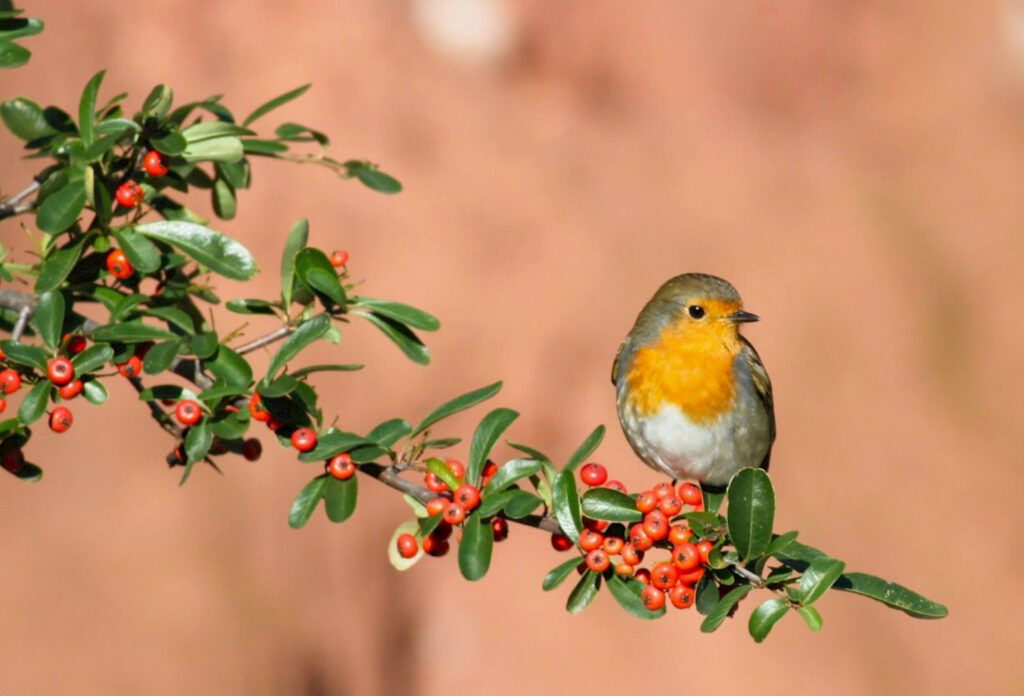 TERRA researchers collaborate on a study published in the journal Science on the selection of fruit size by birds img 7535.1200x0 1024x696 1
