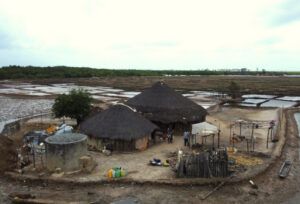 Project led by TERRA researcher seeks to sustainably improve rice production, ecosystems and livelihoods in Guinea-Bissau Project led by TERRA researcher seeks to sustainably improve rice production, ecosystems and livelihoods in Guinea-Bissau
