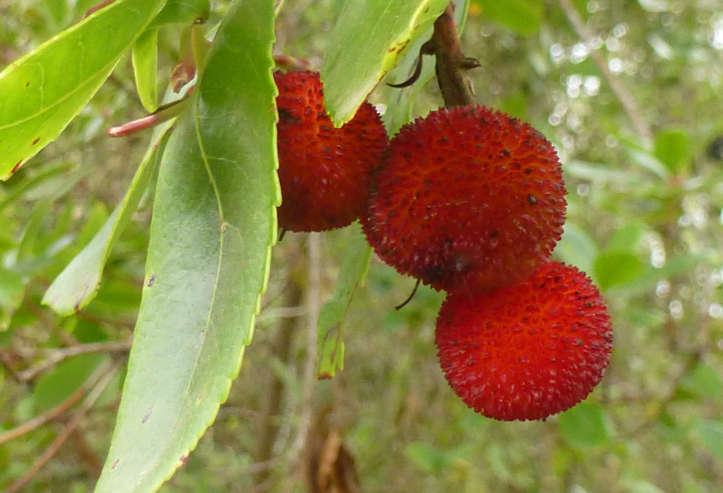 TERRA scientists' study published in Science reveals worrying seed dispersal crisis in Europe medronheiro artigo science cfe1