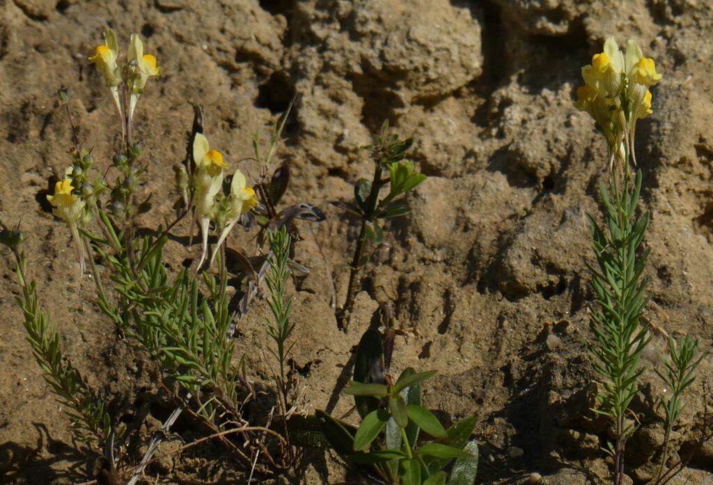 New species discovered by João Farminhão (CFE/TERRA) opposite the city of Lisbon nova especie1 1