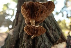 “The Hidden Life of Fungi”: CFE/TERRA researcher featured on the Biosfera program “The Hidden Life of Fungi”: CFE/TERRA researcher featured on the Biosfera program