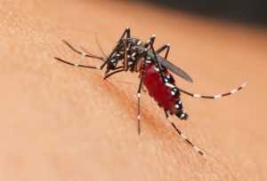 Eradicating mosquitoes: bold solution or ecological risk?