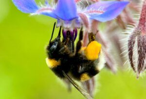 Pollination and Pollinators: New Thematic Infographic Now Available on the TERRA Website