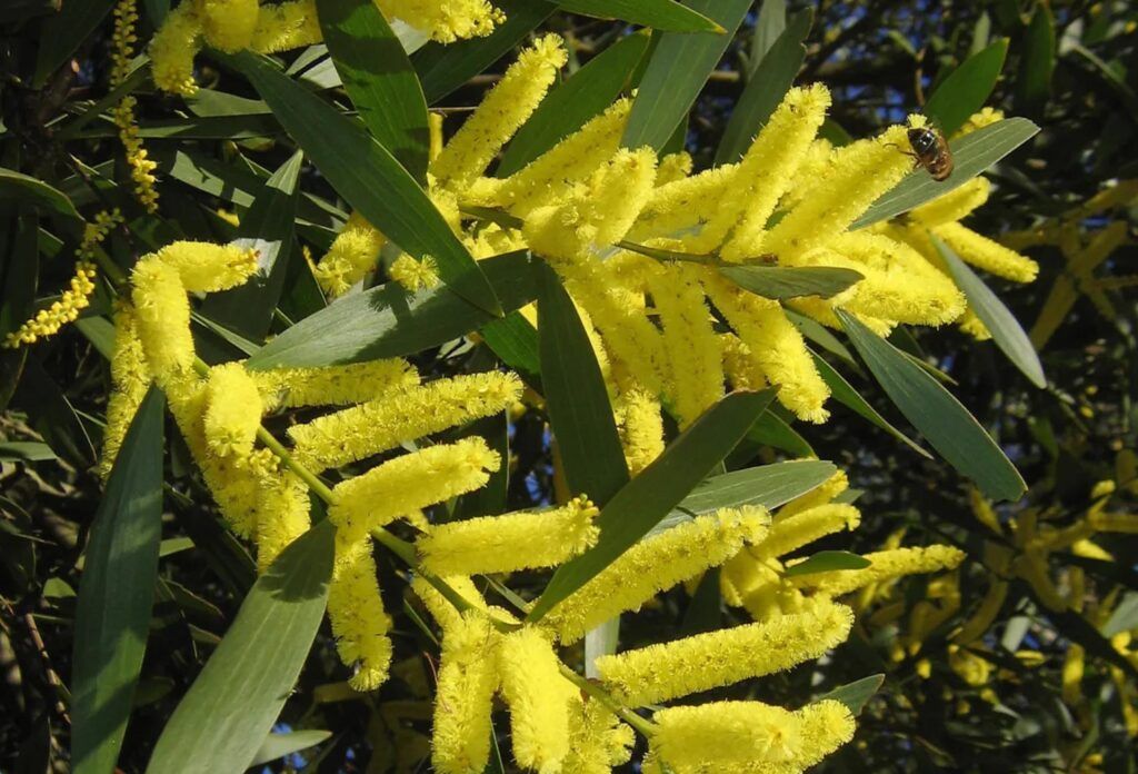 Scientists in Portugal Confirm the Safety of Using the Australian Wasp to Control Invasive Acacia Spread Imagem capa noticia vespa australiana