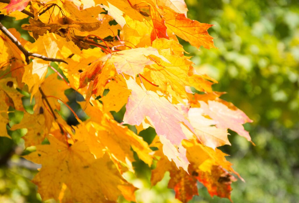 TERRA Researcher Co-Authors Study Published in Nature on the Role of Tree Species in Carbon Sequestration acer iamgem de capa