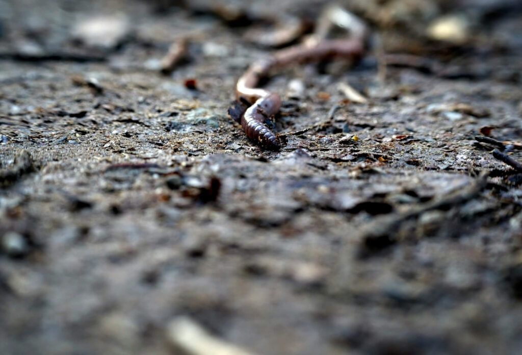 earthworm