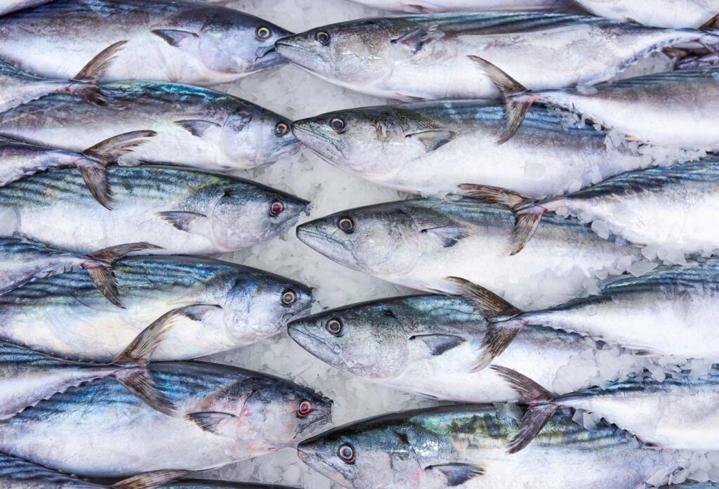 fresh bonito fish in ice at the market