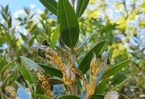 LEAF/TERRA researchers publish first record of outdoor myrtle rust in Europe LEAF/TERRA researchers publish first record of outdoor myrtle rust in Europe