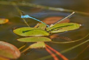 Executive Director of TERRA Emphasizes the Importance of Reversing the Threatened Status of Freshwater Species Executive Director of TERRA Emphasizes the Importance of Reversing the Threatened Status of Freshwater Species