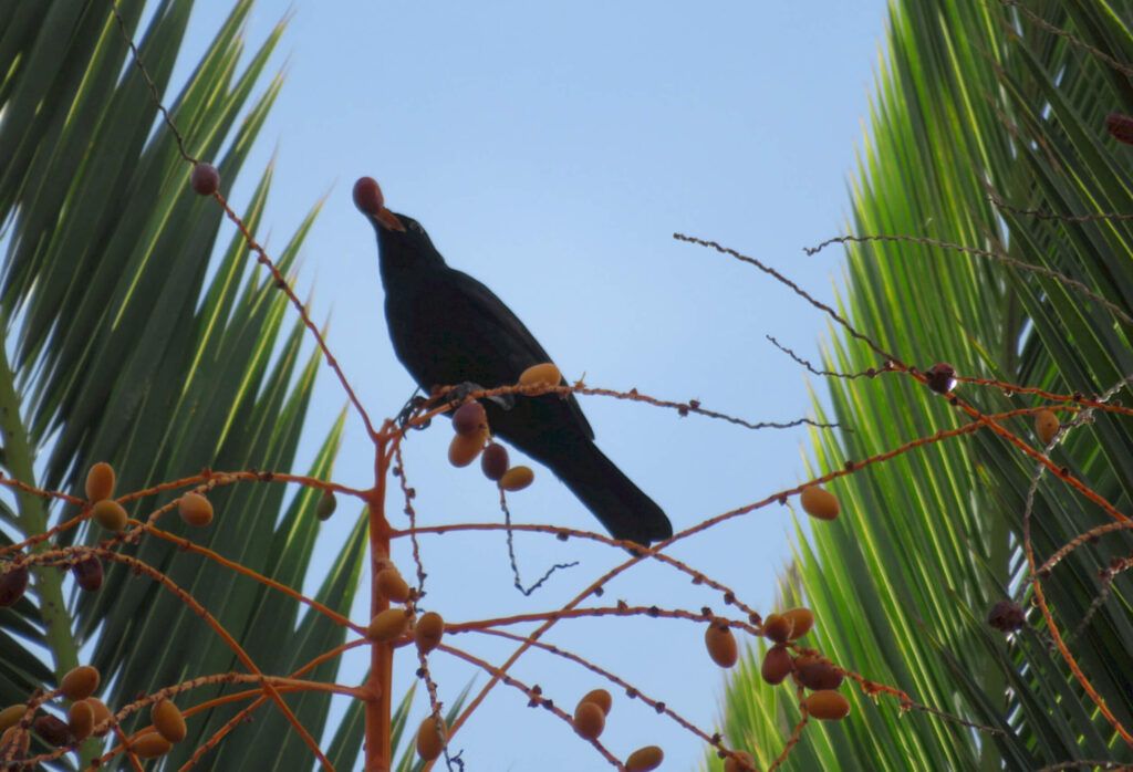 Study by CFE/TERRA researchers shows that seed-dispersing birds help plants facing the climate changes melro a comer um fruto de palmeira das canarias creditos sara mendes.1200x01 1