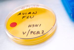 ISAMB/TERRA Expert Highlights the Impact of Avian Influenza on Public Health and Its Pandemic Potential ISAMB/TERRA Expert Highlights the Impact of Avian Influenza on Public Health and Its Pandemic Potential