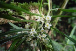 New orchid species described by TERRA members reveals unique biodiversity in the Western Rift Valley New orchid species described by TERRA members reveals unique biodiversity in the Western Rift Valley