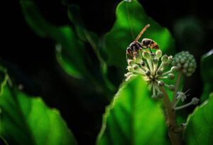 CFE Researcher Nuno Capela Presents Groundbreaking Study on Asian Hornet Flight Sounds on BBC