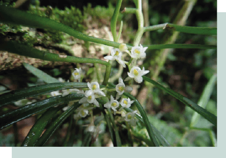 Agosto 2025 1 noticia orquidea