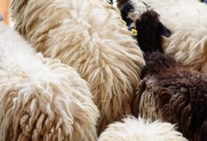 CIRCWOOL project turns wool waste into agricultural fertilizer to boost drought resilience CIRCWOOL project turns wool waste into agricultural fertilizer to boost drought resilience