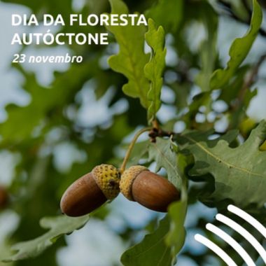 Novembro 2024 dia floresta autoctone