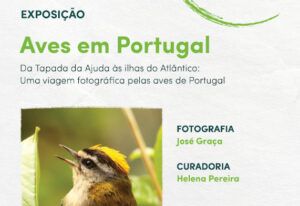 Exposição | Aves em Portugal – Da Tapada da Ajuda às ilhas do Atlântico: uma viagem fotográfica pelas aves de Portugal