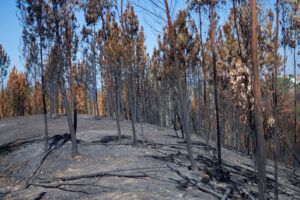 Introdução aos Fogos Rurais | Aulas Abertas