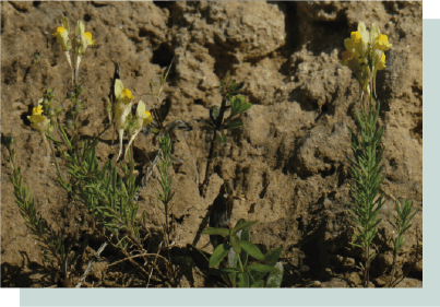 linaria almadensis nova especie