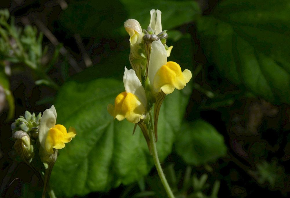 linaria almadensis