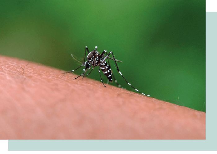 mosquito dengue labterra1