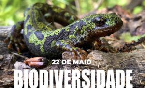 Biodiversidade em Coimbra