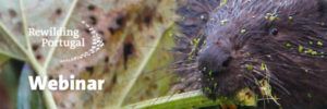 Webinar “Fauna em Falta – Reintroduções e o Futuro da Natureza em Portugal”
