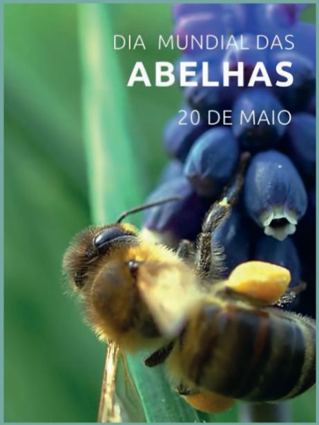 dia abelhas maio
