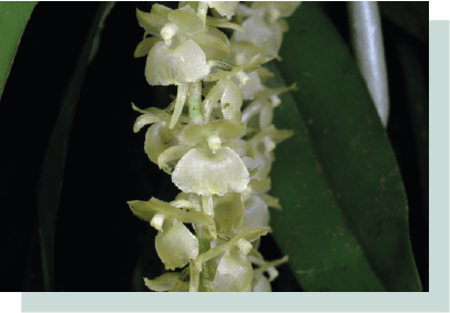 Abril 2026 orquidea ripidoglossum cfe