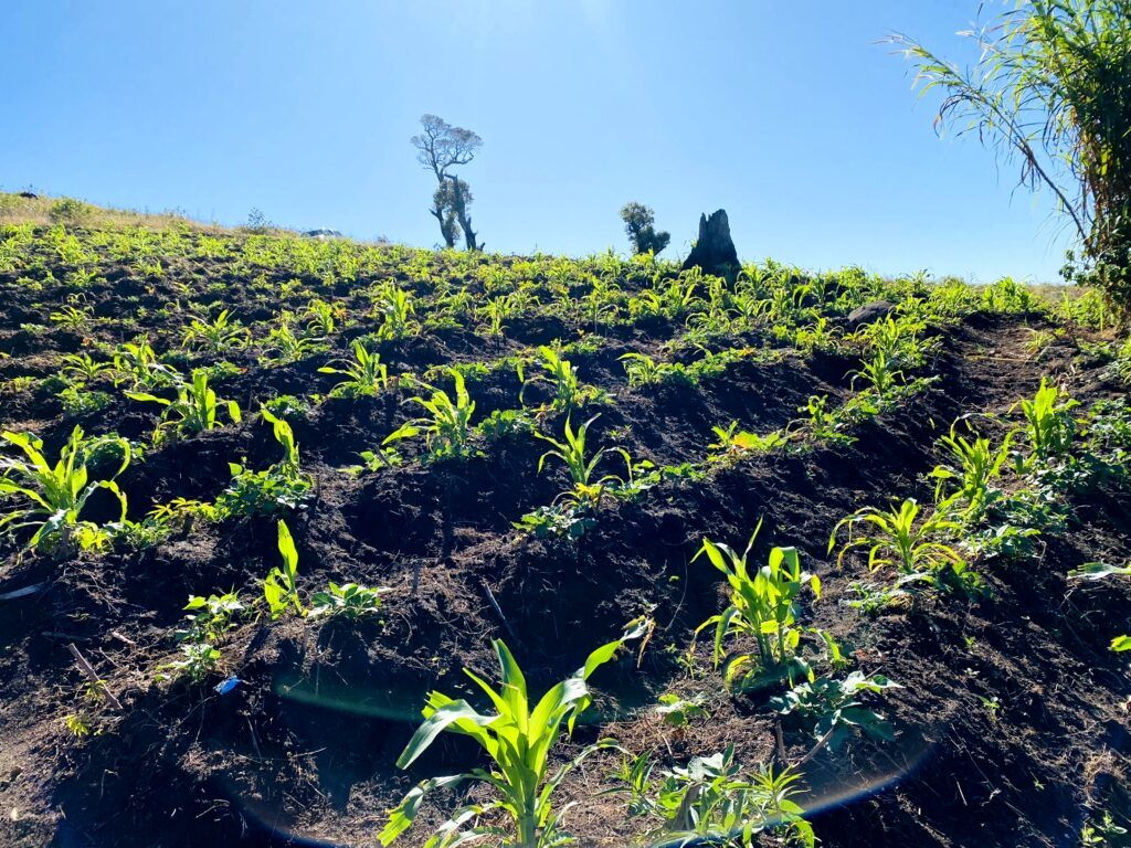 The climate and food crisis: Integrating environmental and social objectives into rural and agricultural development in Mozambique - The FARSYMABI Approach IMG 3857 2 1024x768 1