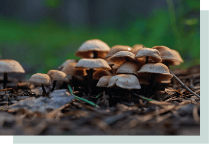 fungos cogumelos